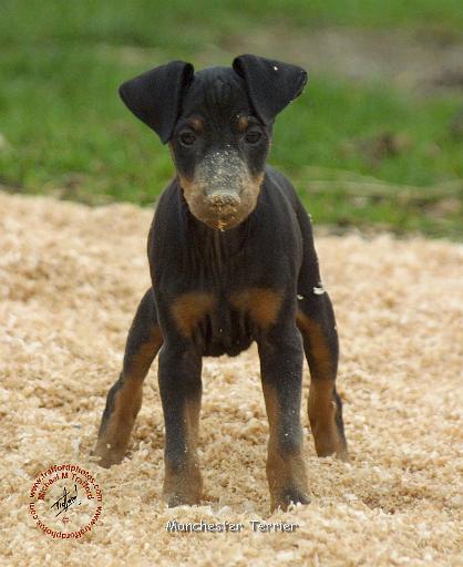Manchester Terrier 9B082D-03.JPG